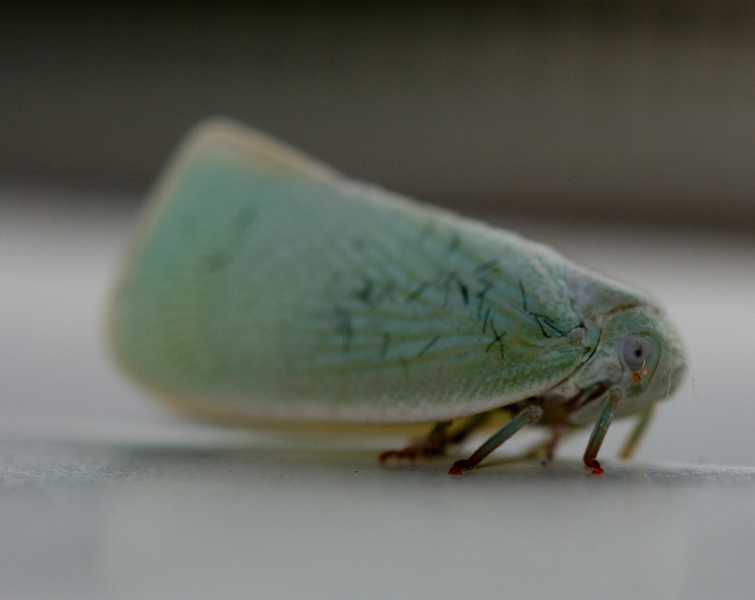 Leafhoppers and planthoppers